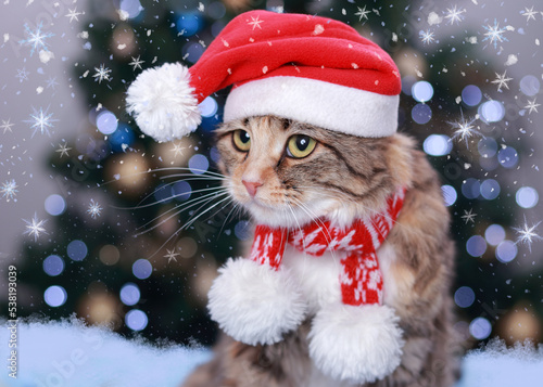Cat with green Eyes in a Santa Claus hat. Portrait of a Cat. Christmas holidays and New Year concept. Kitten on the background of a Christmas tree and sparkling lights. Santa Kitten. Snowflakes. 2023