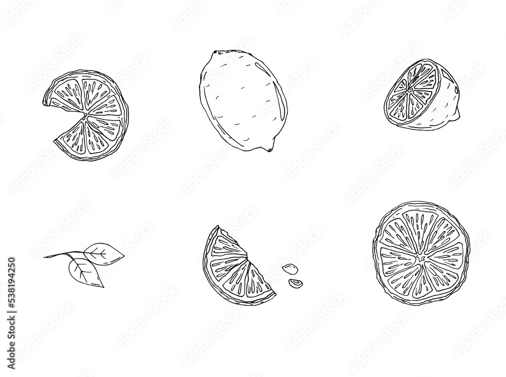 Black and white lemon with slice set - fruits sketch painting, hand drawn isolated on white background