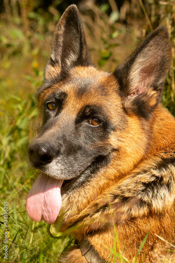 german shepherd dog german shepherd dog