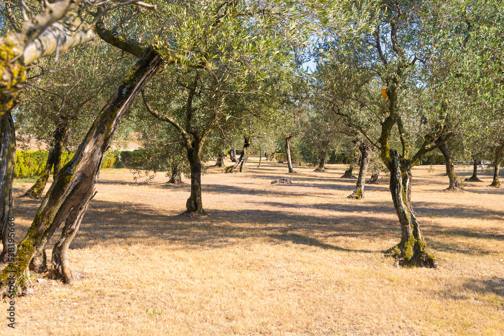Olive tree cultivation in Italy. Organic outdoor plantation in rural scenery location.