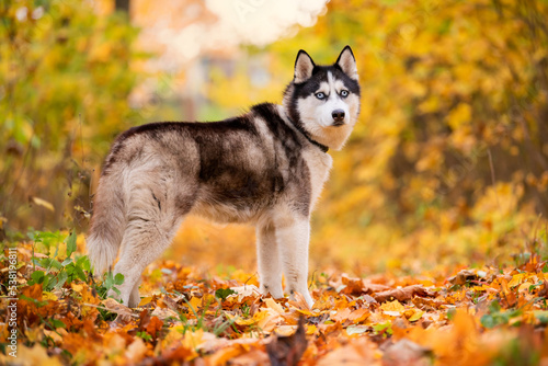 A blue-eyed black-and-white Siberian Husky stands in yellow leaves in an autumn park