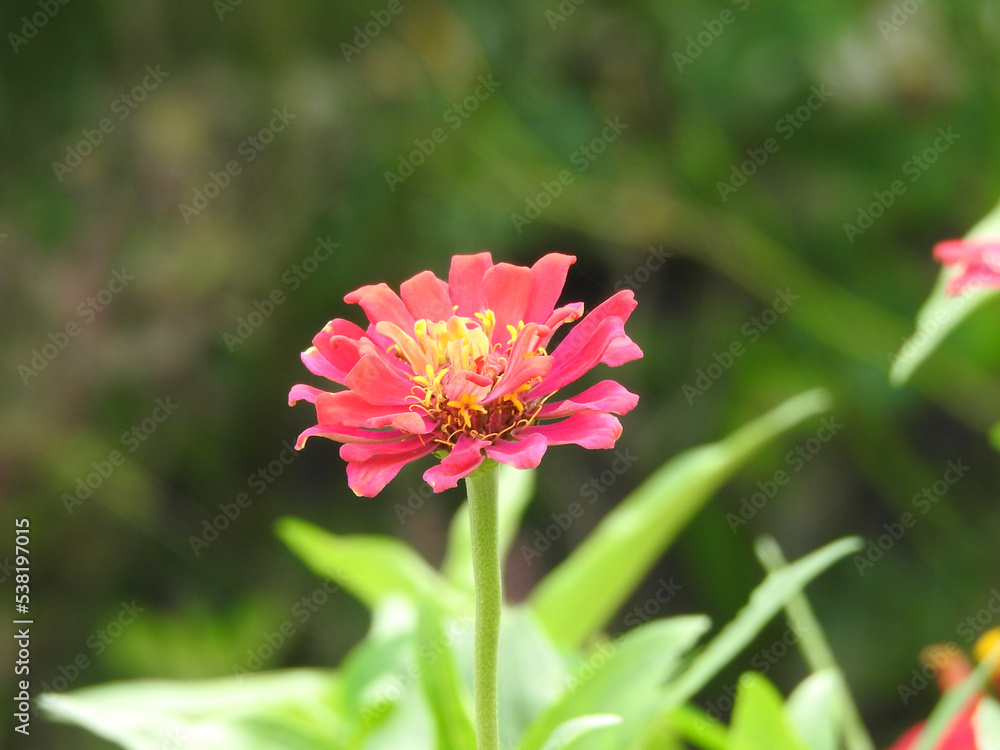 Obraz premium red flower in garden