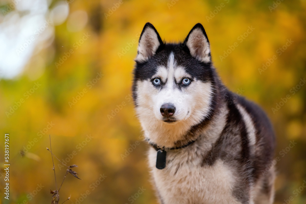 A blue-eyed black-and-white Siberian Husky stands in yellow leaves in an autumn park A blue-eyed black-and-white Siberian Husky stands in yellow leaves in an autumn park
