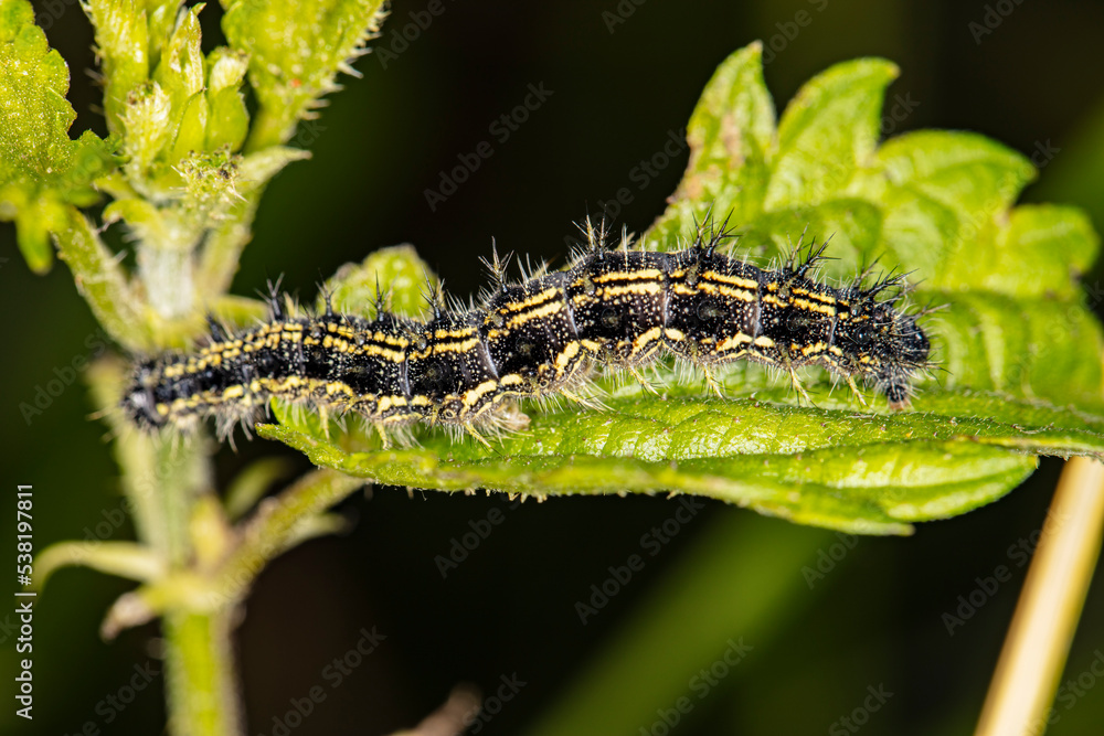 black and yellow caterpillar sits on a green leaf black and yellow caterpillar sits on a green leaf