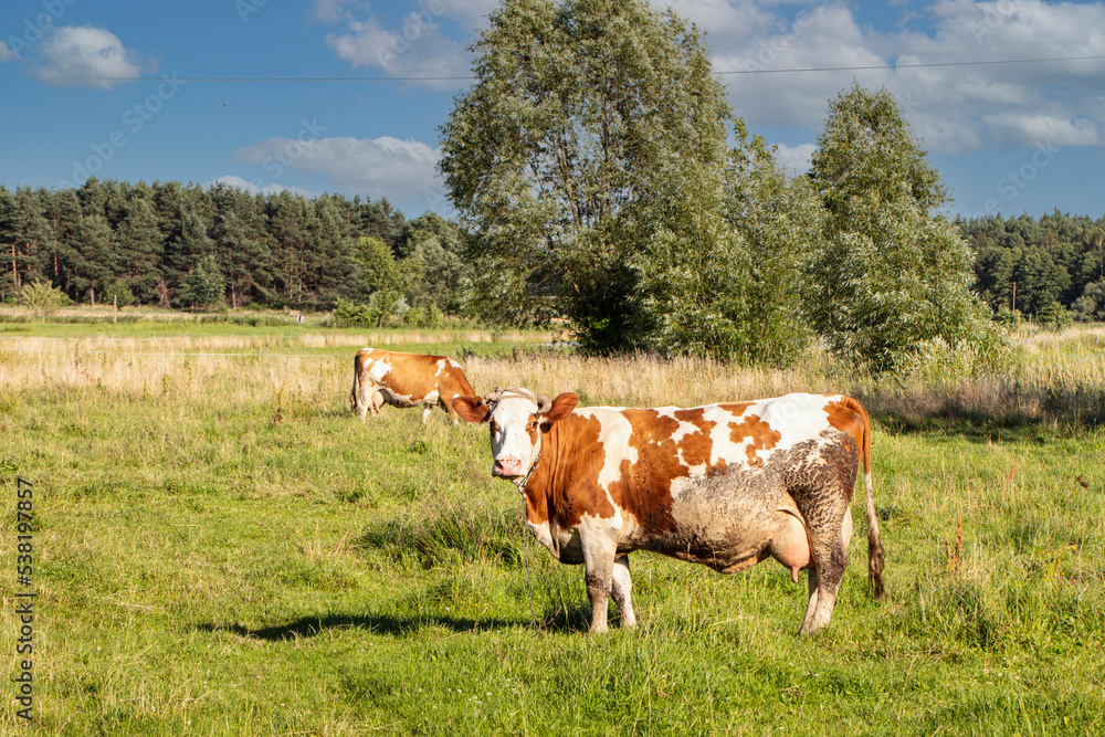 two beautiful cows graze in the meadow two beautiful cows graze in the meadow