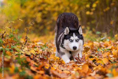 A blue-eyed black and white siberian husky stretches in yellow leaves in autumn park
