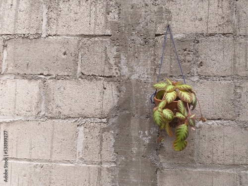 Little pot and flower hanging on the wall
