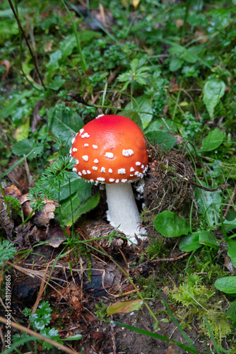 Junger Fliegenpilz . Young Fly Agaric . Amanita Muscaria . juvenile