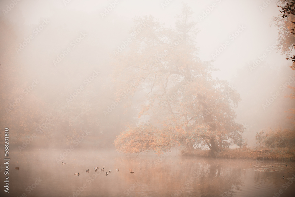 Pejzaże jesienne. Jesienne i mgliste alejki w parku. Krajobraz jesienny. Mglisty jesienny poranek nad stawem. Poranna mgła nad wodą	