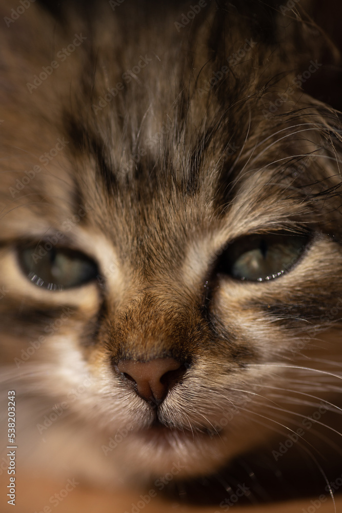 Portrait of a young kitten. Our beloved pets. Portrait of a young kitten. Our beloved pets.