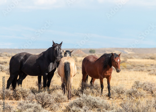 Wild Horses in Autumn in the Wyoming Desert © equigini