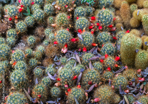 Close up of a small cactus with red flowers  Mammillaria prolifera  cactus backgrounds