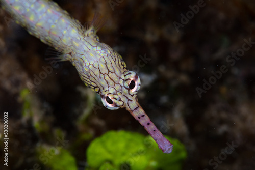 A Reeftop pipefish, Corythoichthys haematopterus, searches for tiny prey on the seafloor of a coral reef in Indonesia. photo