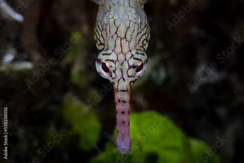 A Reeftop pipefish, Corythoichthys haematopterus, searches for tiny prey on the seafloor of a coral reef in Indonesia. photo