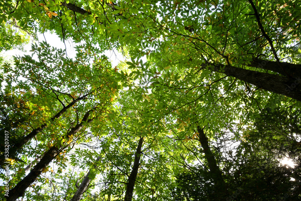 Forest of chestnut trees, looking up, low angle shot Forest of chestnut trees, looking up, low angle shot