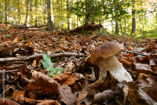 Boletus edulis (cep, penny bun, porcino or king bolete, usually called porcini mushroom) grows on the beech forest floor among fallen leaves at autumn season.