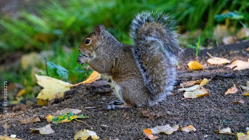 squirrel in the park squirrel in the park