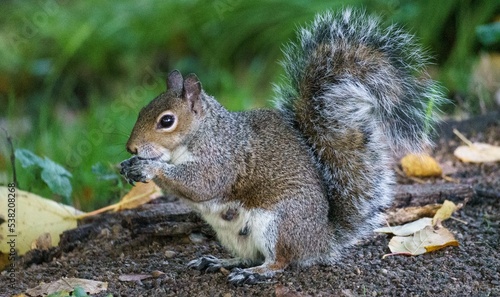 British gray squirrel in the park