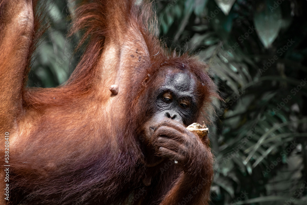 Orang-utan in the jungle of Borneo