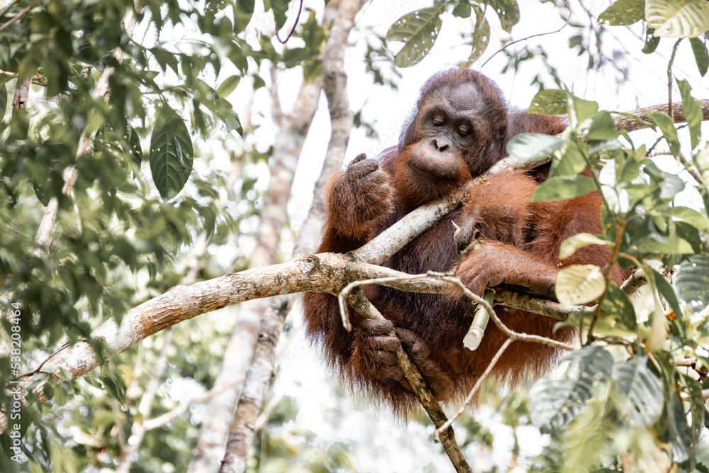 Obraz premium Orang-utan in the jungle of Borneo
