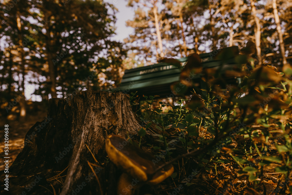 Fototapeta premium Green bench in the middle of the woods