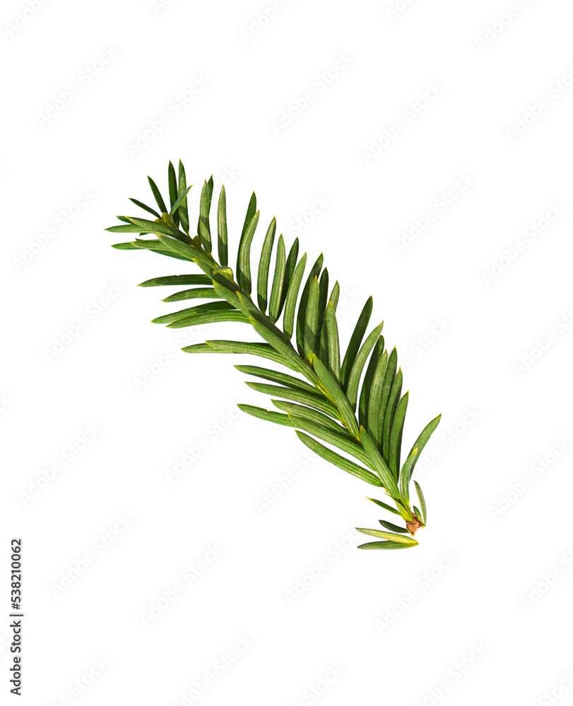 Fototapeta premium One small branch of yew isolated on white background
