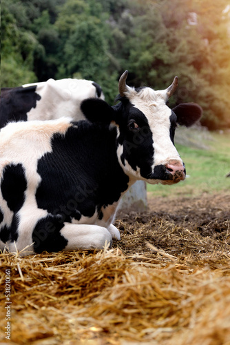 dairy cow lying on the straw