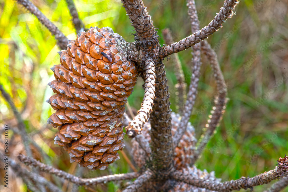 pine cone pine cone