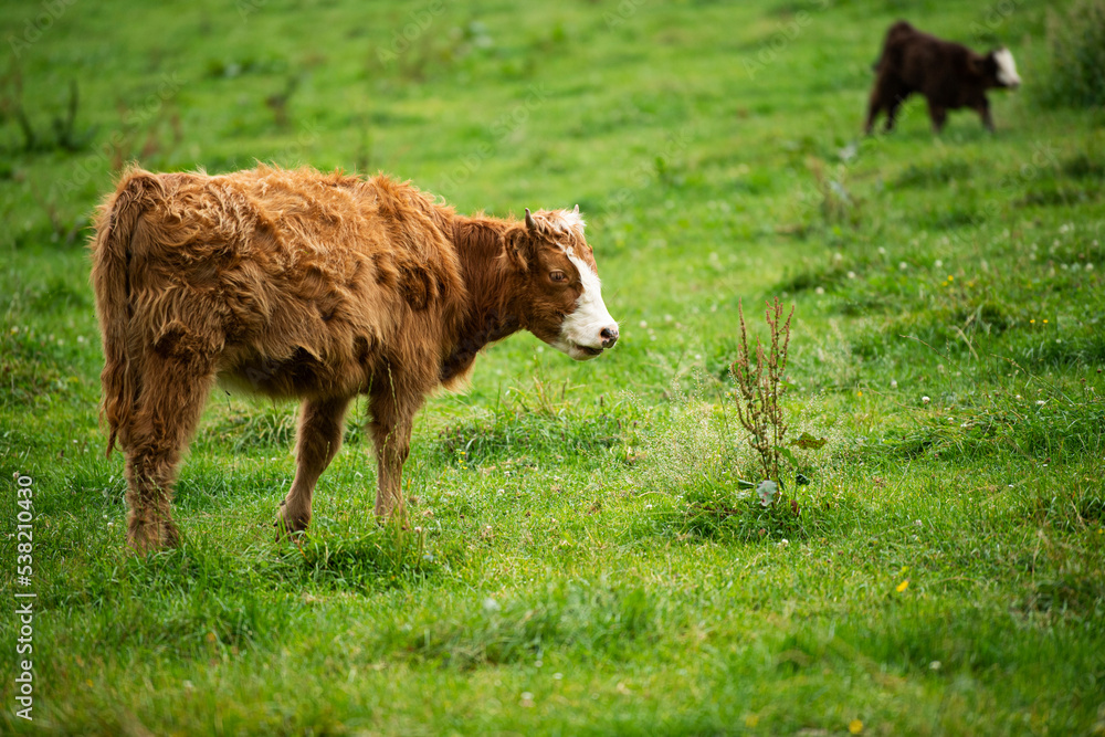 Young Scottish highland cattle on a pasture Young Scottish highland cattle on a pasture