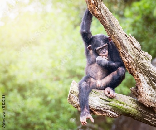 Fototapeta Naklejka Na Ścianę i Meble -  Chimpancé sentado en un árbol