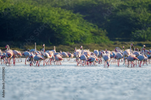 Group of wild greater flamingos or Phoenicopterus roseus