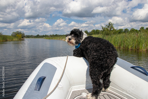 Canvas Print Portuguese Water Dog looking over the bow a dingy on the Tay River