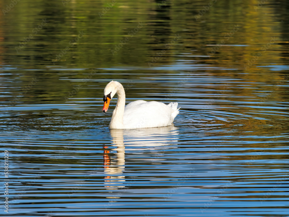 Fototapeta premium Mute Swan on the river at Chard in Somerset UK