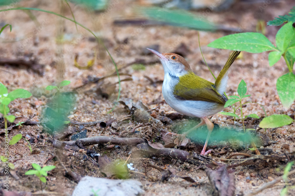 Common tailorbird or Orthotomus sutorius on the ground Common tailorbird or Orthotomus sutorius on the ground