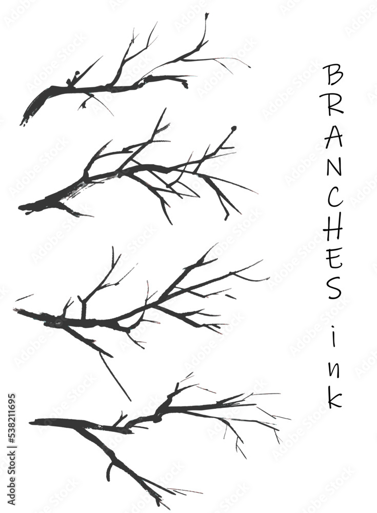 Fototapeta premium A set of vector branches drawn in ink. A set of vector silhouettes of branches