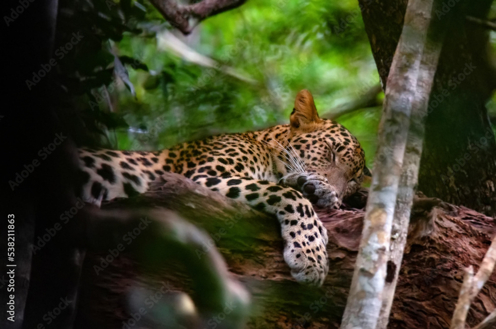 Leopard or Panthera pardus kotya rest on a tree Leopard or Panthera pardus kotya rest on a tree