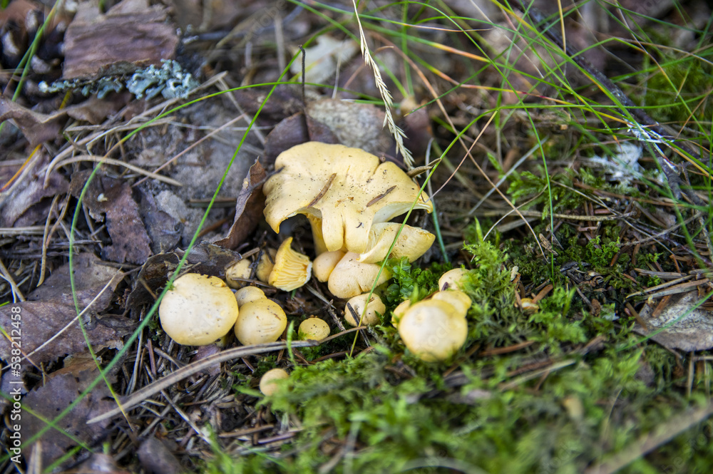 Close up of fresh golden chanterelles in moss wood dirt in forest vegetation. Group of yellow cap edible mushrooms growing among trees in Sweden. Nature scenery of autumn ground, outdoor nature Close up of fresh golden chanterelles in moss wood dirt in forest vegetation. Group of yellow cap edible mushrooms growing among trees in Sweden. Nature scenery of autumn ground, outdoor nature