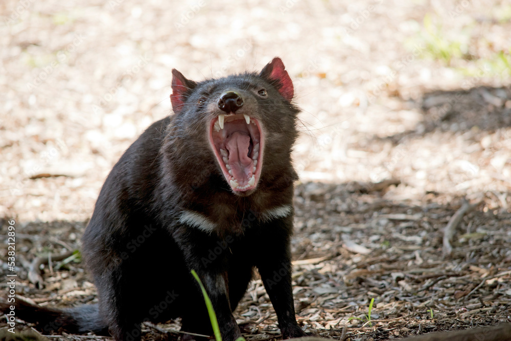 the tasmanian devi has sharp teeth for eating meat the tasmanian devi has sharp teeth for eating meat