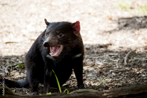 the tasmanian devi has sharp teeth for eating meat