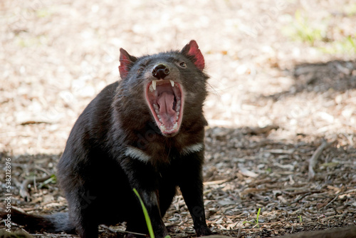 the tasmanian devi has sharp teeth for eating meat © susan flashman