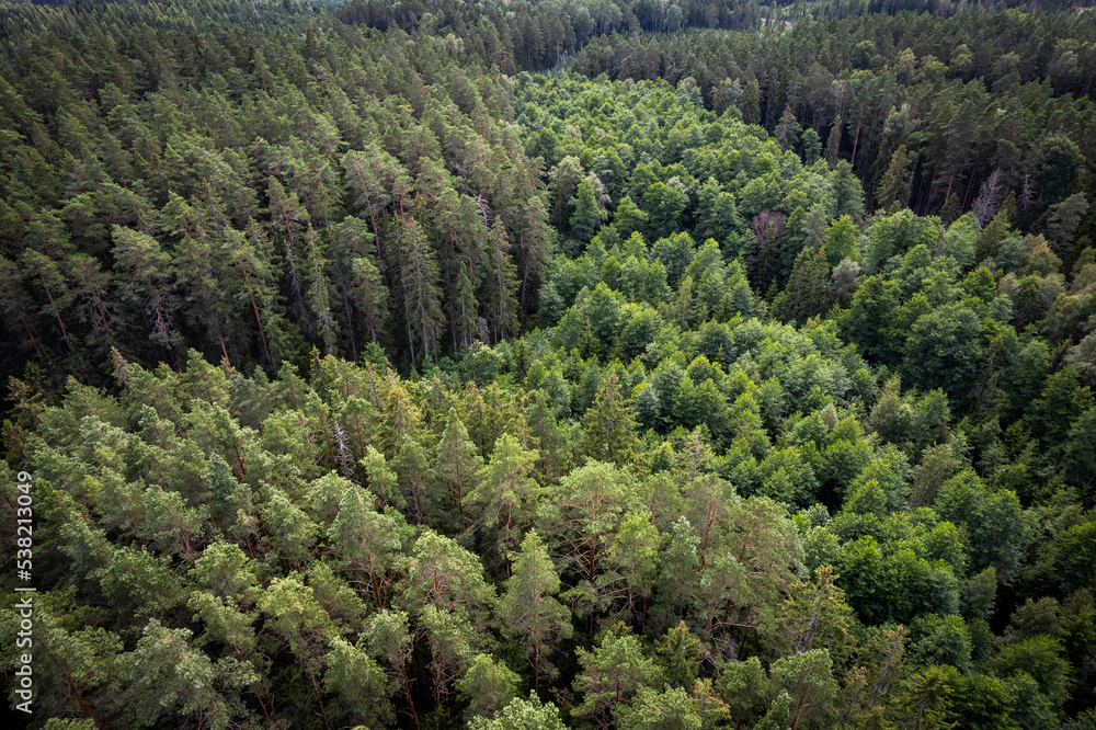 Drone aerial shot of green pine forests and spring birch groves with beautiful texture of golden treetops. Sunrise in springtime. Sun rays breaking through trees in mountains in golden time Drone aerial shot of green pine forests and spring birch groves with beautiful texture of golden treetops. Sunrise in springtime. Sun rays breaking through trees in mountains in golden time