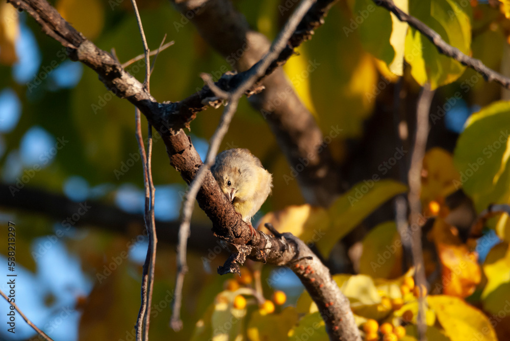 Naklejka premium American Goldfinch in a tree