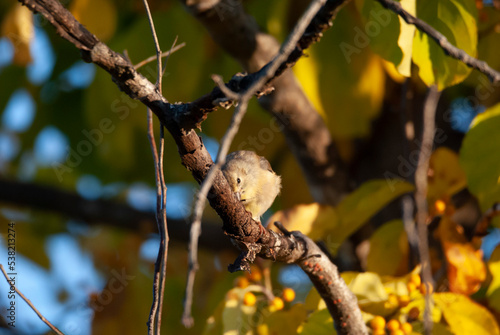 American Goldfinch in a tree