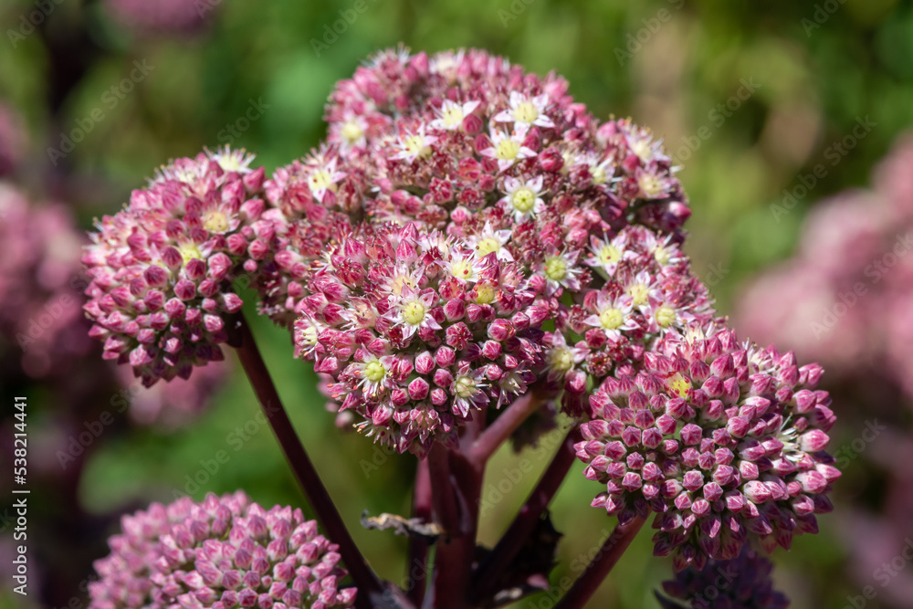 Close up of sedum fabaria (sedum telephium fabaria) flowers in bloom Close up of sedum fabaria (sedum telephium fabaria) flowers in bloom