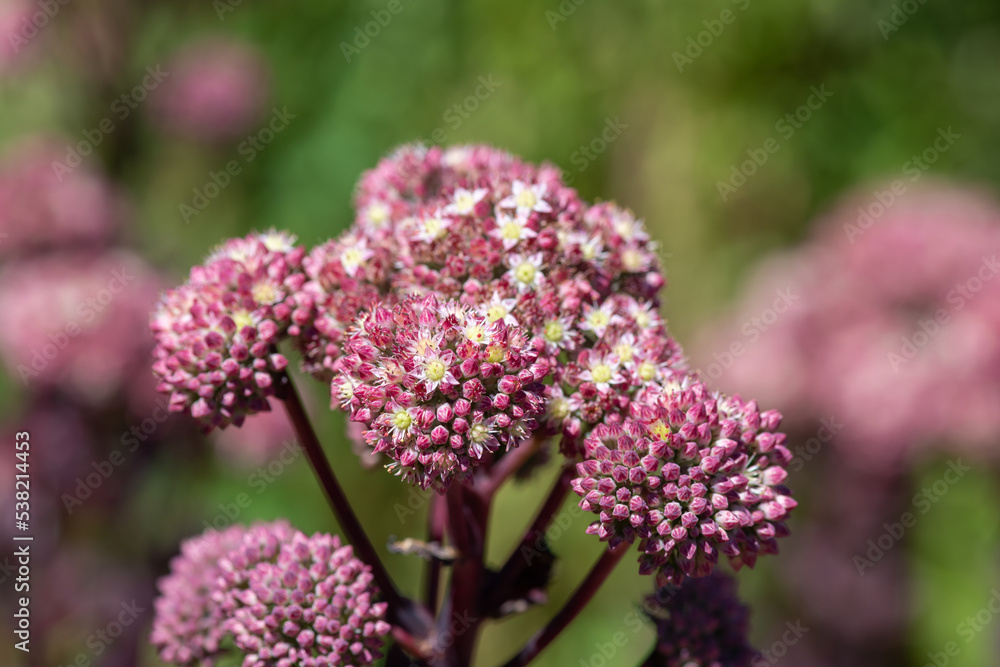 Close up of sedum fabaria (sedum telephium fabaria) flowers in bloom