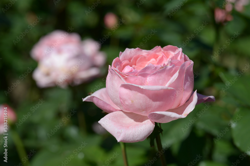 クイーンエリザベス　バラの花