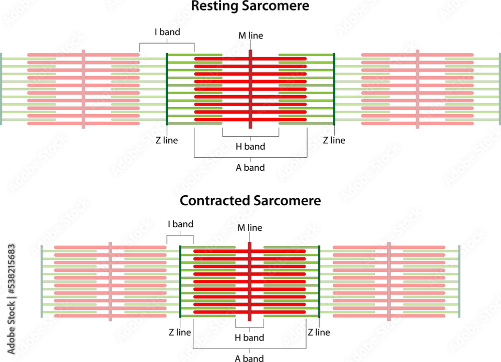 Sarcomeres in different functional stages: resting and contracted ...