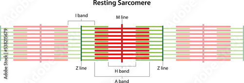 Resting Sarcomere. Location of the I band, A band, H band, M line, and Z lines.	 photo