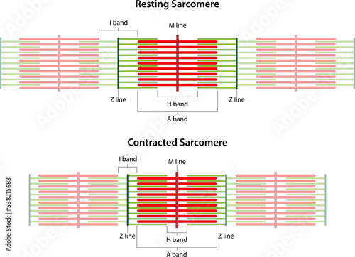 Sarcomeres in different functional stages: resting and contracted. Sarcomere showing the location of the I band, A band, H band, M line, and Z lines.