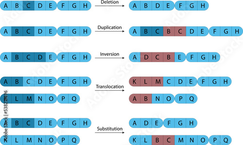 Billede på lærred Chromosomal abnormality (chromosomal mutation)